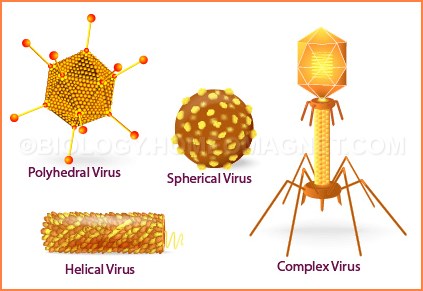 Virus of different shape