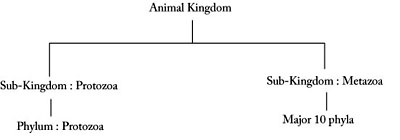 Animal Kingdom Classification – Biology for Everybody