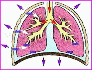 Mechanism of Breathing – Biology for Everybody