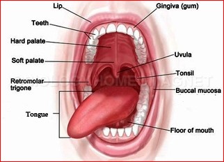 Biology Of The Mouth 32