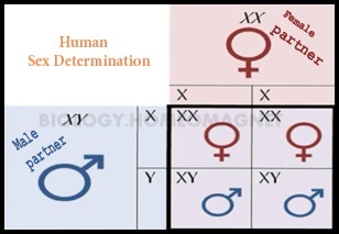 chromosomal theory of sex determination