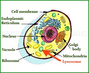 Lysosomes – Biology for Everybody