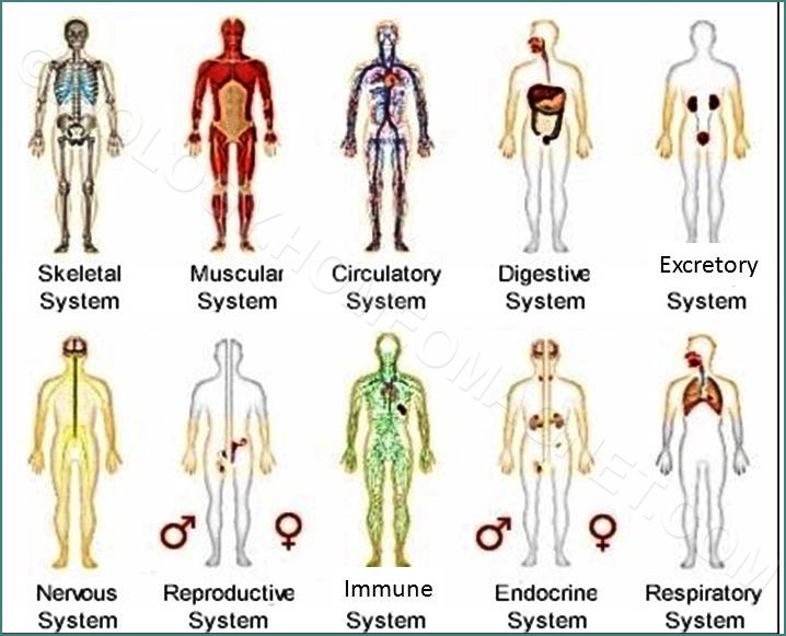 Human Organ System Biology for Everybody