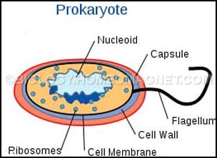 Prokaryotec Cell