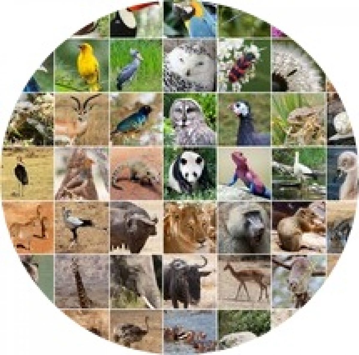 Animal Diversity – Biology for Everybody
